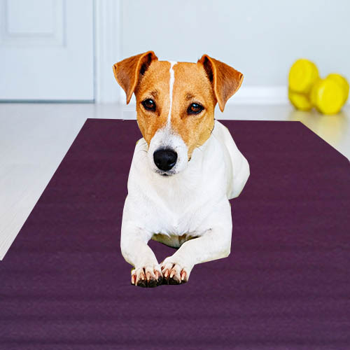 Tapis de yoga pour chien